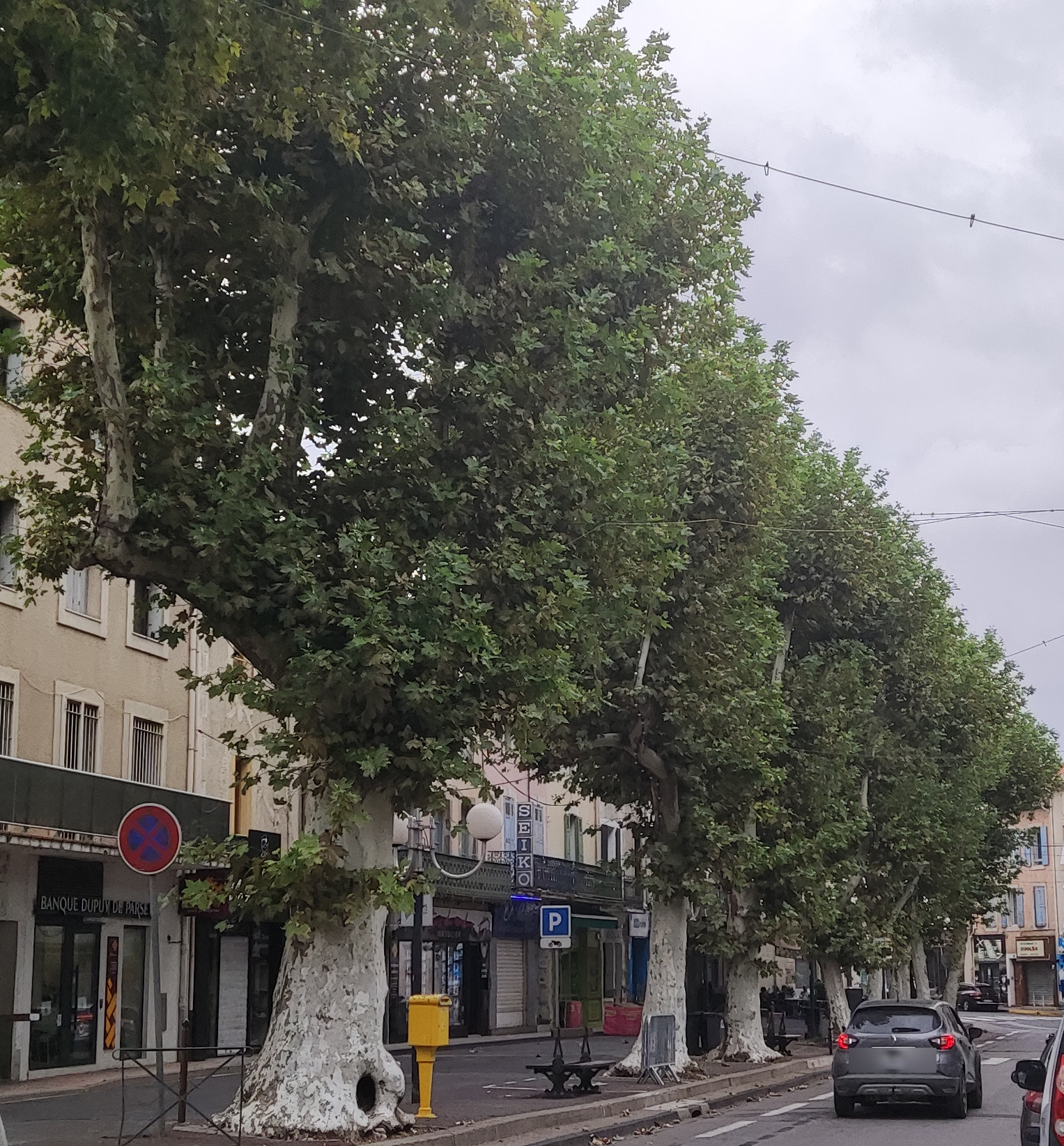 Photo Platanes Avenue2