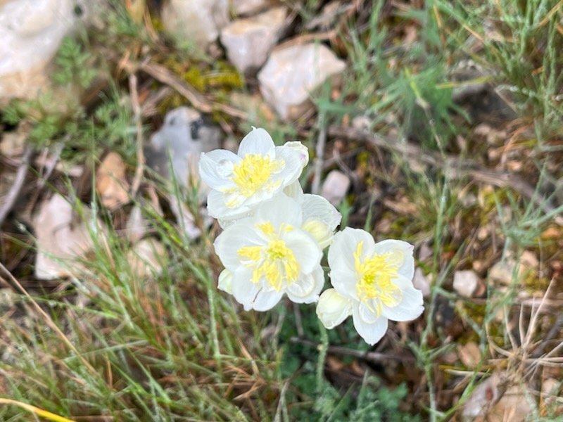 Pigamon tubéreux (espèce que l'on trouve uniquement dans les Corbières) Photo de fleurs de Pigamon tubéreux